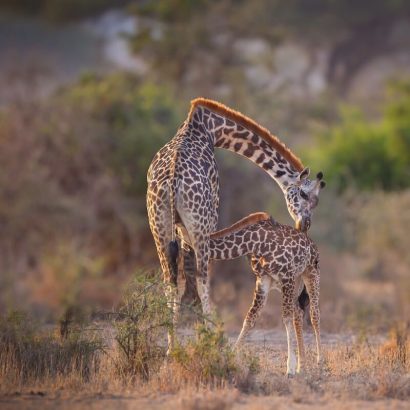 Safaris in Tanzania