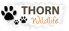 Thorn Wildlife