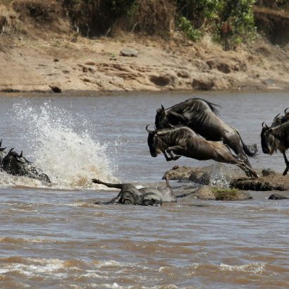 Serengeti Wildebeest Migration