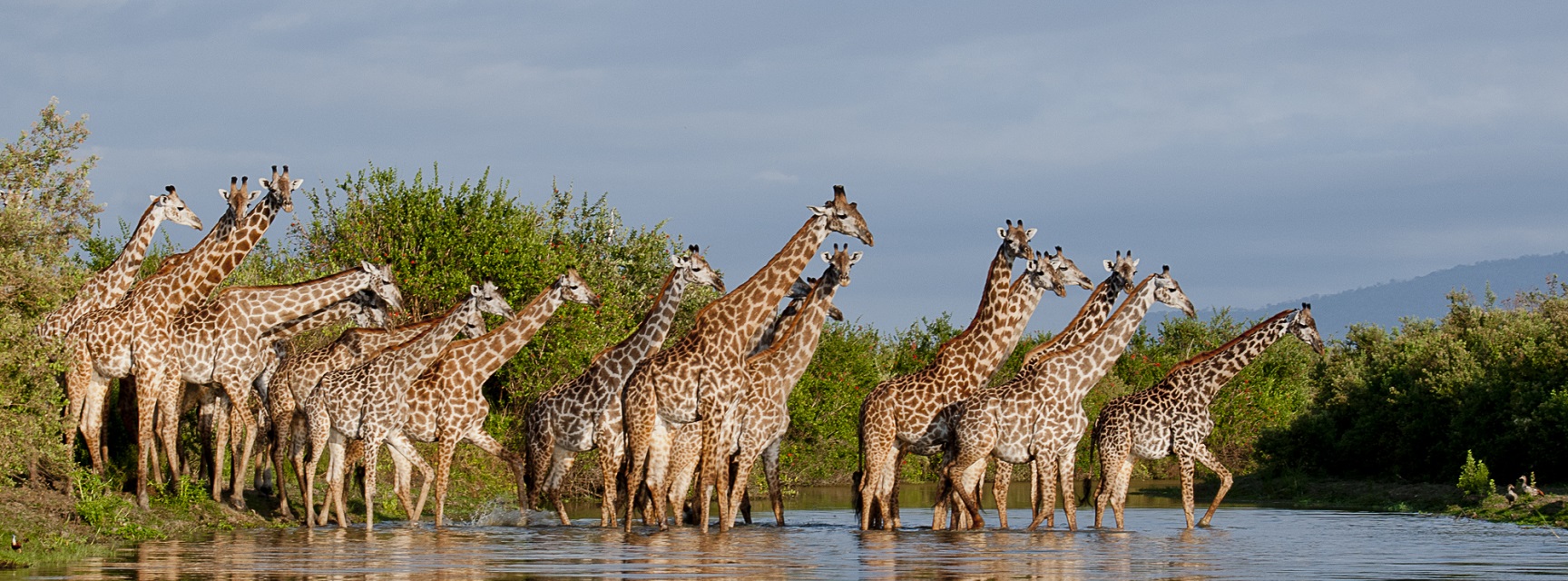 Giraffe group