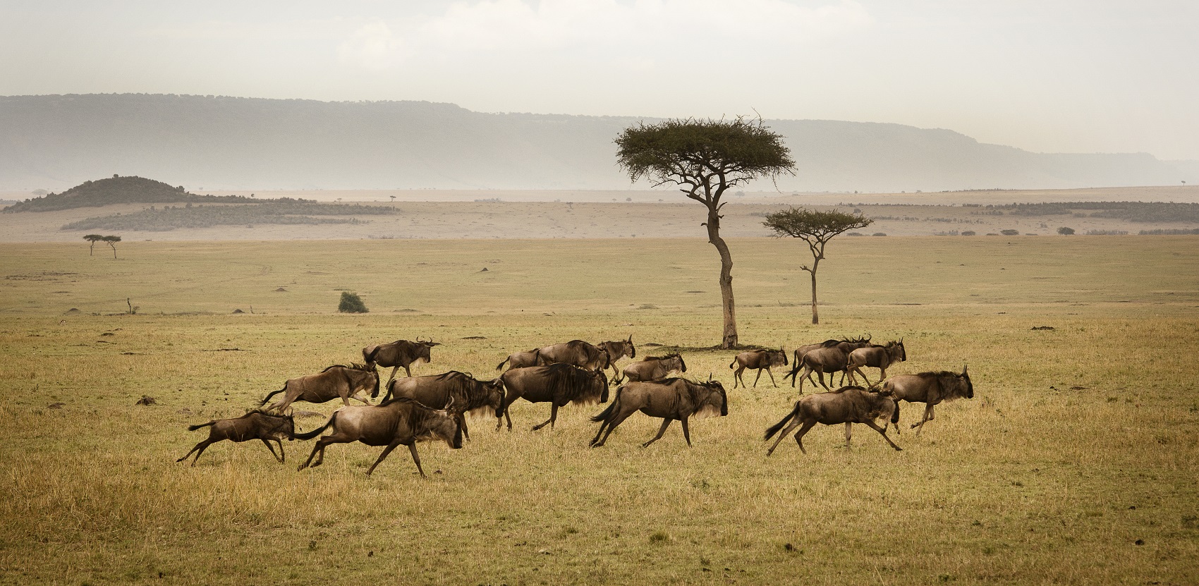 Wildebeest-Serengeti